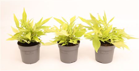 Ipomoea Batatas Green Sweet Potato