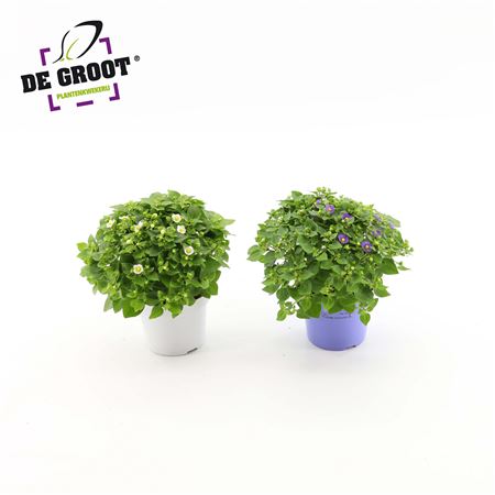 Exacum Affine Mix