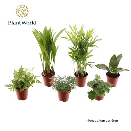 Tiny Happy Family Comfort Mix 5-6srt (decorum