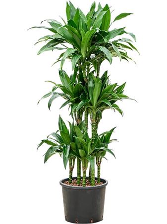 Dracaena Fragrans Janet Craig