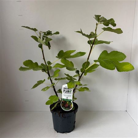 Ficus Carica Del Portugallo