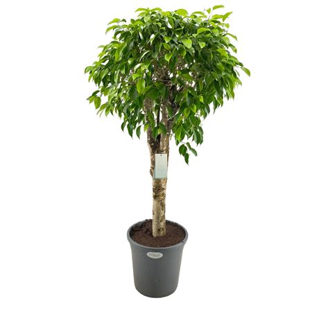 Ficus Columnar On Stem