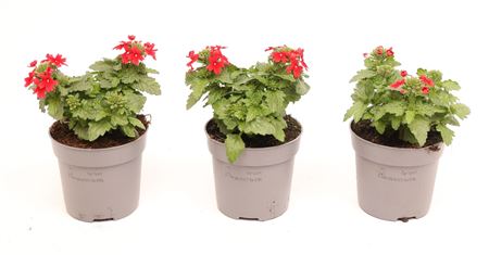 Verbena Drums Red