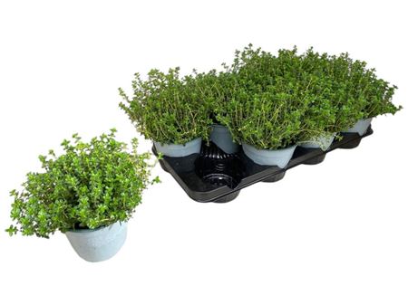 Thymus Citriodorus Bush