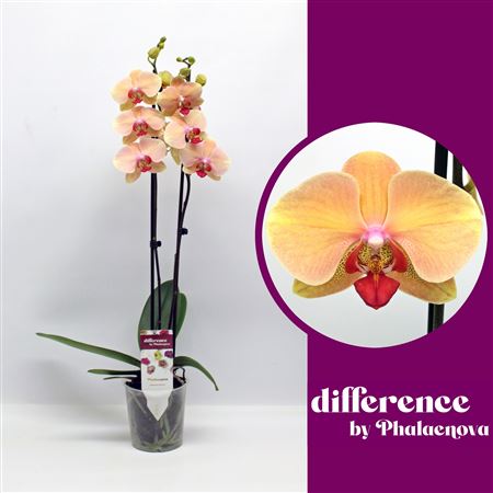 Phal 2st Orange 14+ ( Phalaenova )