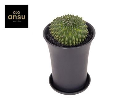 Gymno Cactus Spineless Worm Xl