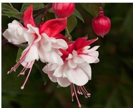 Fuchsia On Stem Grande Red-white