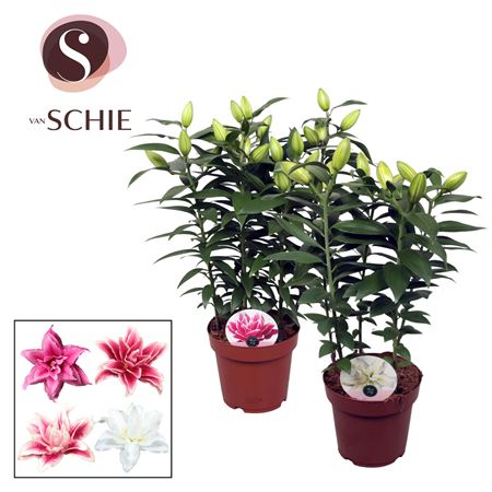 Lilium Or Roselily Mix 5pp