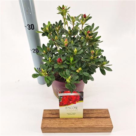 Rhodo Autumn Fire (encore)