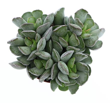 Adromischus Cristatus