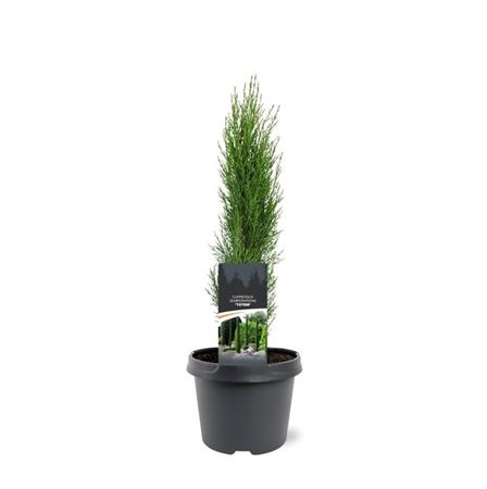Cupressus Semp Totem