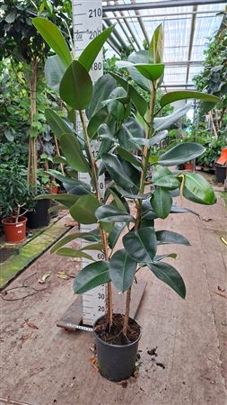 Ficus Robusta 2pp