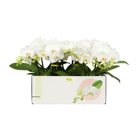 Phal 2st Shorty White 25+ (opti)
