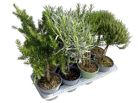 Herb Mix On Stem