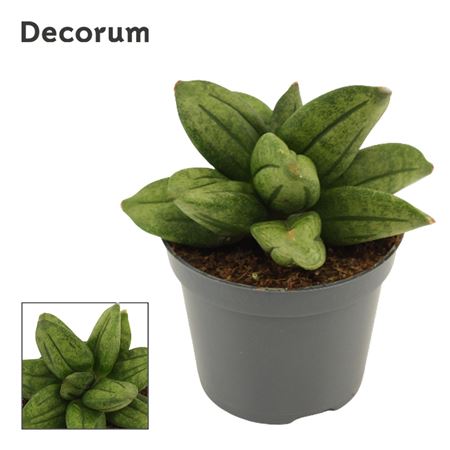 Sansevieria Pyramid Crown