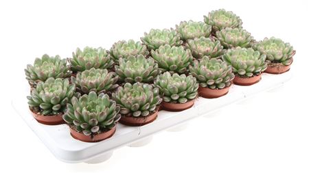 Echeveria Pink Ruby