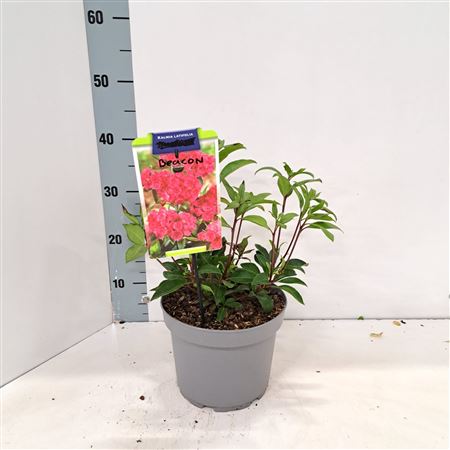 Kalmia Lat Beacon