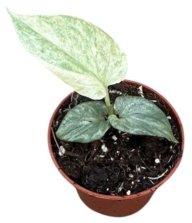 Amydrium Medium Silver Variegata