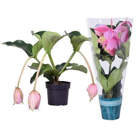 Medinella Maginfica 2+