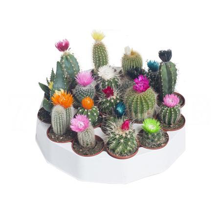 Кактус Микс (С Сухими Цветами) 19 шт.