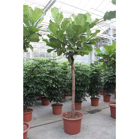Ficus Lyrata On Stem + Watermeter