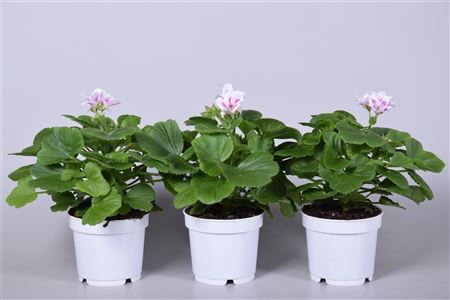 Pelargonium Grandi White
