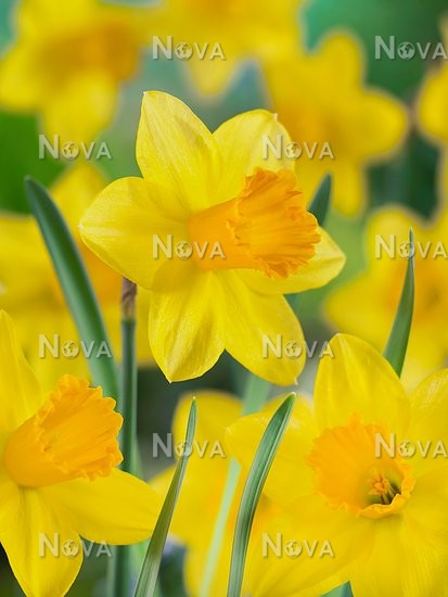 Нарцисс крупнокорончатый Фортуна