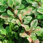 Барбарис тунберга Сильвер Бьюти в тубе