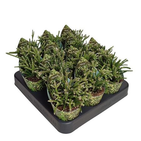 Rhipsalis Pilocarpa Potcover