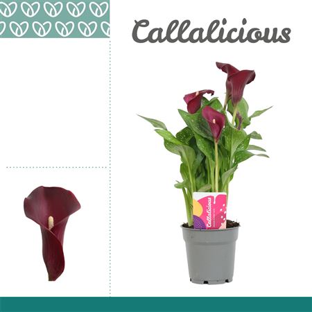 Zantedeschia R?d