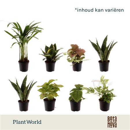 Plant Mix Keen On Green Mix (decorum)