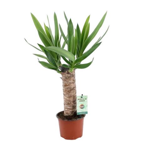 Yucca 25cm Stem 3+