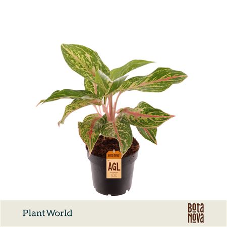 Aglaonema Sparkling Sarah