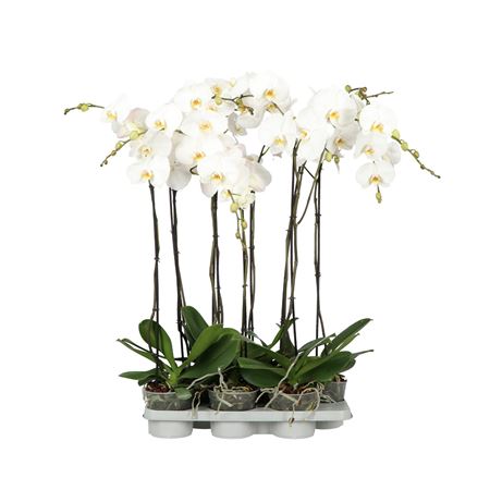 Phal 1st A2 White 6+ (opti)