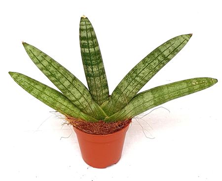 Sansevieria' Starfish