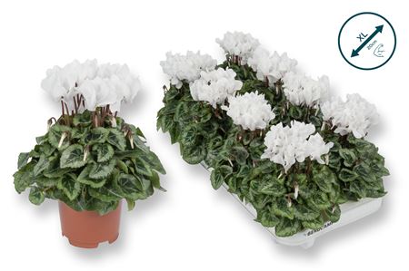 Cyclamen Donatello White