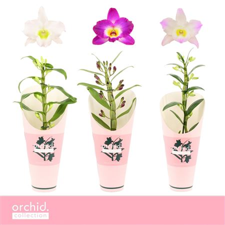 Dendr Nob 1st Mix Compact Orchid Col