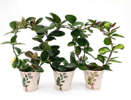 Hoya Mix Bow Potcover