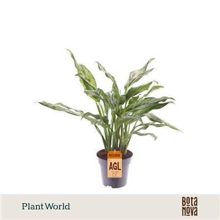 Aglaonema Juliette