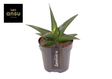 Sansevieria Comet Mini Amazon