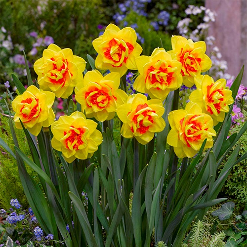 Нарцисс махровый Зарагоза