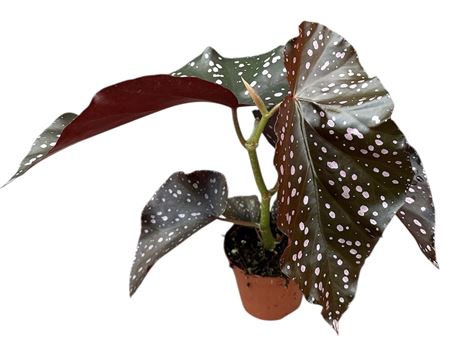 Begonia Palmata D Don