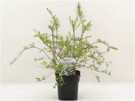Spiraea Cin Grefsheim