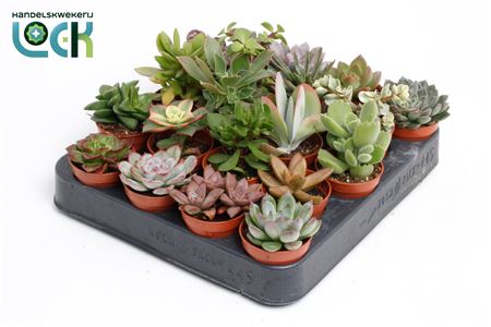 Succulent Special Mix