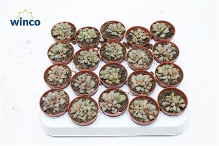 Titanopsis Hugo-schlechteri
