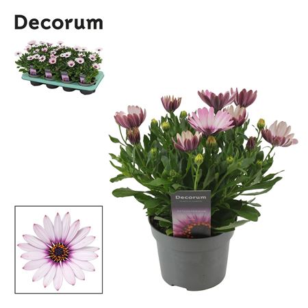 Osteospermum Quinty (decorum)