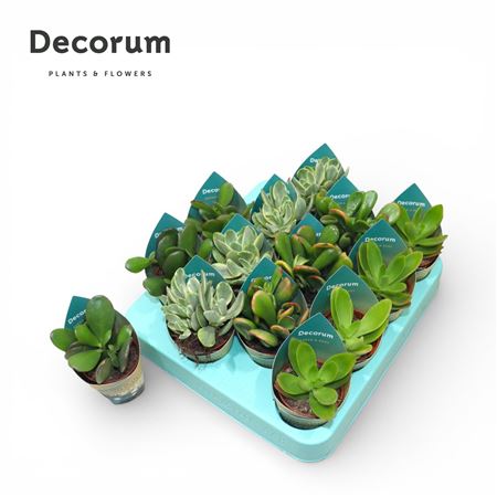 Crassula Mix (4spc.) (decorum) Decorum Potcover