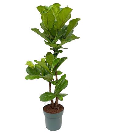 Ficus Lyrata Branched (inclusief Watermeter)