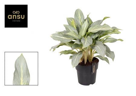 Aglaonema Aqua Green