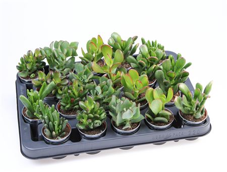 Crassula Mix In Sinkpot